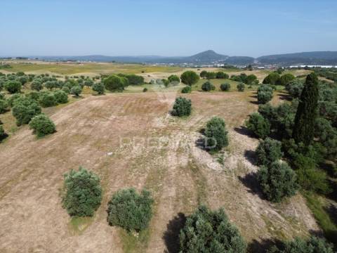 Terreno rústico - parceiros de igreja, torres novas