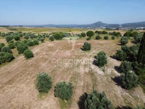 Terreno rústico - parceiros de igreja, torres novas