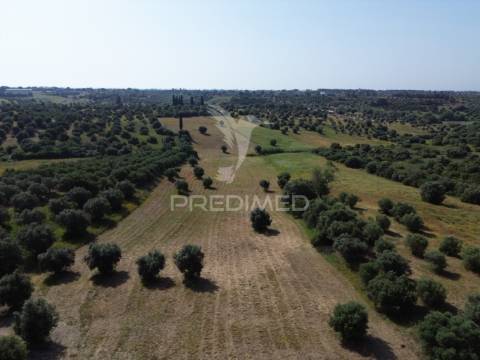 Terreno rústico - parceiros de igreja, torres novas
