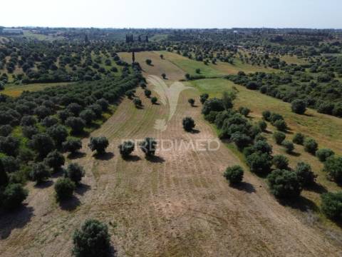 Terreno rústico - parceiros de igreja, torres novas