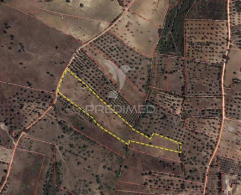 Terreno rústico - parceiros de igreja, torres novas