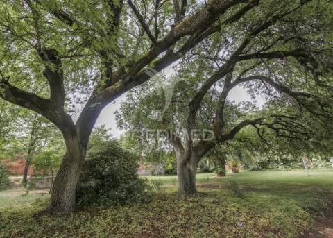 Palácio histórico com jardim botânico e instalações hípicas — elvas, portugal