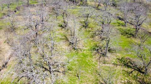 Quinta no concelho de trancoso com + de 16 hectares