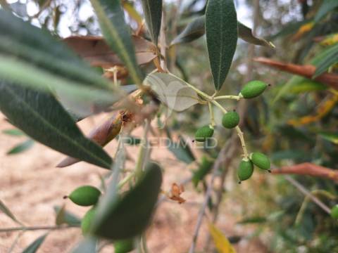 Dois terrenos rústicos, achete, santarém
