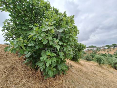 Dois terrenos rústicos, achete, santarém