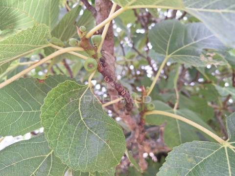 Dois terrenos rústicos, achete, santarém
