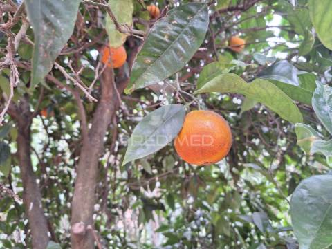 Dois terrenos rústicos, achete, santarém