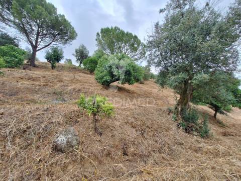 Dois terrenos rústicos, achete, santarém