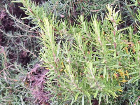 Dois terrenos rústicos, achete, santarém