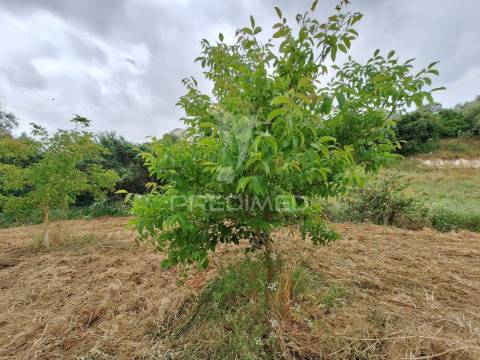 Dois terrenos rústicos, achete, santarém