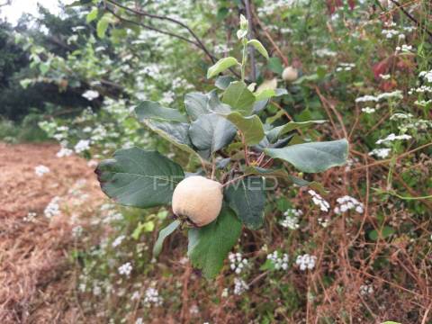 Dois terrenos rústicos, achete, santarém