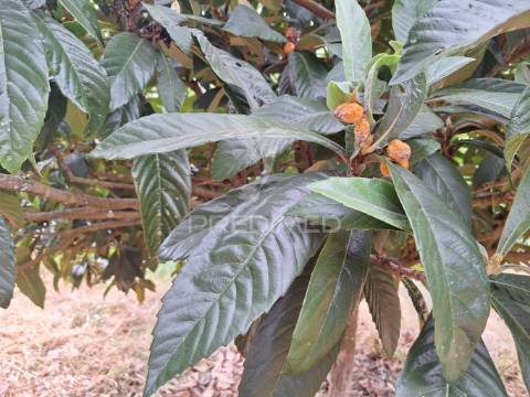 Dois terrenos rústicos, achete, santarém