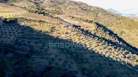 Propriedade de excelência com mais de 22 hectares no coração do douro