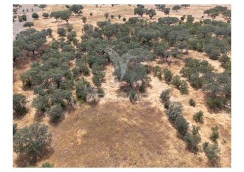 Terreno rústico de 10,95 hectares à venda –monte juntos , freguesia de capelins