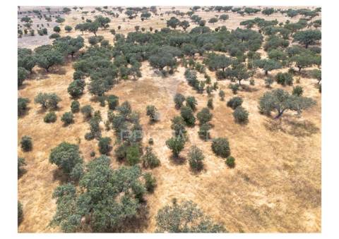 Terreno rústico de 10,95 hectares à venda –monte juntos , freguesia de capelins