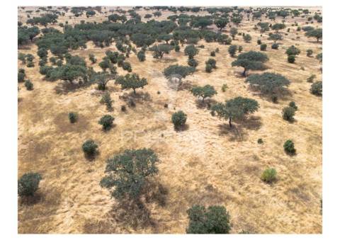 Terreno rústico de 10,95 hectares à venda –monte juntos , freguesia de capelins