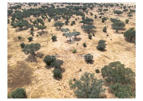 Terreno rústico de 10,95 hectares à venda –monte juntos , freguesia de capelins