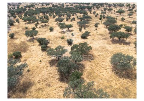 Terreno rústico de 10,95 hectares à venda –monte juntos , freguesia de capelins