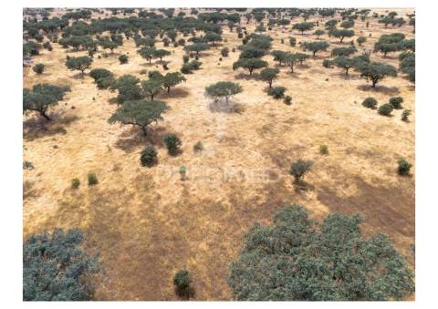 Terreno rústico de 10,95 hectares à venda –monte juntos , freguesia de capelins