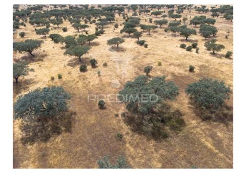 Terreno rústico de 10,95 hectares à venda –monte juntos , freguesia de capelins
