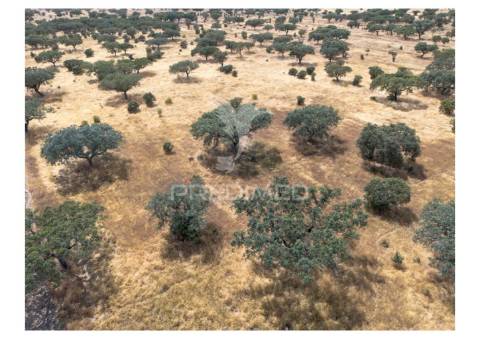 Terreno rústico de 10,95 hectares à venda –monte juntos , freguesia de capelins