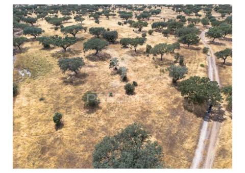 Terreno rústico de 10,95 hectares à venda –monte juntos , freguesia de capelins