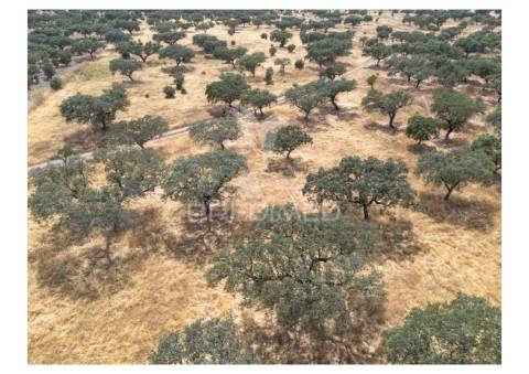 Terreno rústico de 10,95 hectares à venda –monte juntos , freguesia de capelins