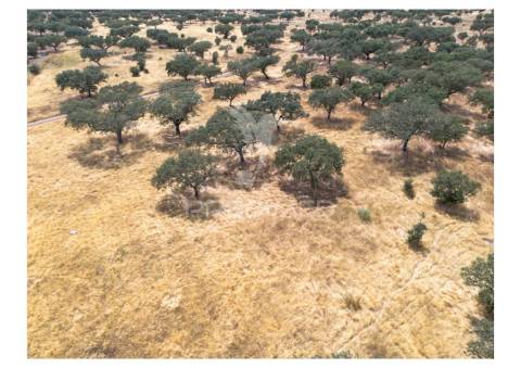 Terreno rústico de 10,95 hectares à venda –monte juntos , freguesia de capelins