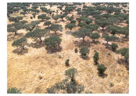 Terreno rústico de 10,95 hectares à venda –monte juntos , freguesia de capelins