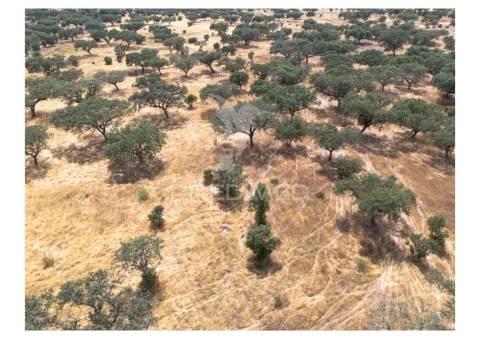 Terreno rústico de 10,95 hectares à venda –monte juntos , freguesia de capelins