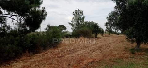 Terreno rústico com viabilidade de construção, avis