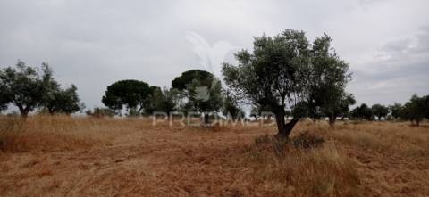 Terreno rústico com viabilidade de construção, avis