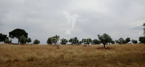 Terreno rústico com viabilidade de construção, avis