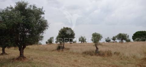 Terreno rústico com viabilidade de construção, avis