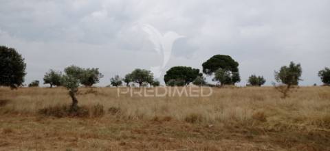 Terreno rústico com viabilidade de construção, avis