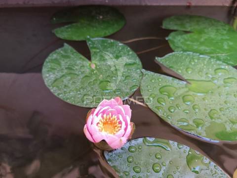 Moradia com 5 estudios quintal e terraço centro olhao