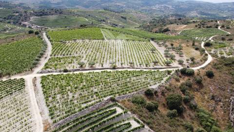 Quinta agrícola em cedovim – vila nova de foz côa