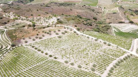 Quinta agrícola em cedovim – vila nova de foz côa