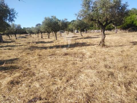 Terreno rústico vedado com olival e infraestruturas – aldeia da paiã, são bento, porto de mós (leiria)