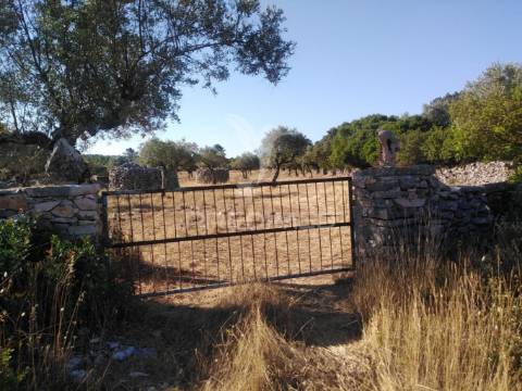 Terreno rústico vedado com olival e infraestruturas – aldeia da paiã, são bento, porto de mós (leiria)
