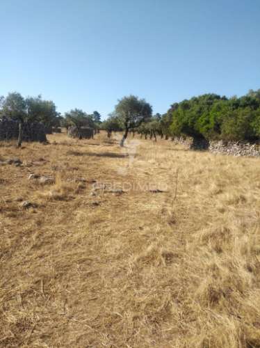 Terreno rústico vedado com olival e infraestruturas – aldeia da paiã, são bento, porto de mós (leiria)