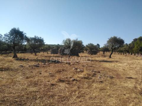 Terreno rústico vedado com olival e infraestruturas – aldeia da paiã, são bento, porto de mós (leiria)