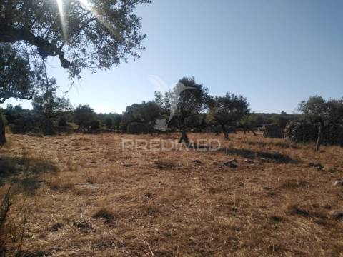 Terreno rústico vedado com olival e infraestruturas – aldeia da paiã, são bento, porto de mós (leiria)