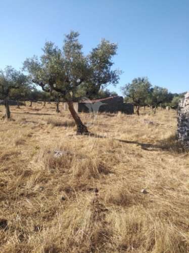 Terreno rústico vedado com olival e infraestruturas – aldeia da paiã, são bento, porto de mós (leiria)