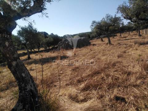 Terreno rústico vedado com olival e infraestruturas – aldeia da paiã, são bento, porto de mós (leiria)