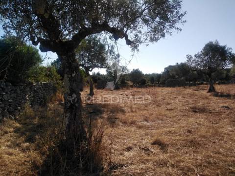 Terreno rústico vedado com olival e infraestruturas – aldeia da paiã, são bento, porto de mós (leiria)