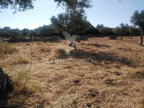 Terreno rústico vedado com olival e infraestruturas – aldeia da paiã, são bento, porto de mós (leiria)