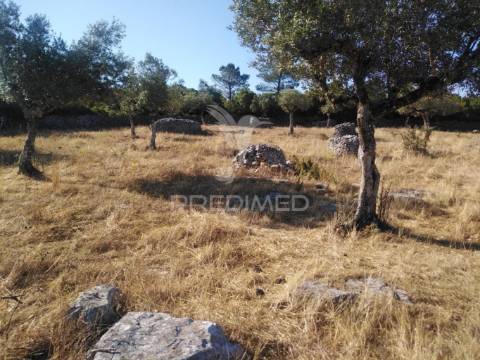 Terreno rústico vedado com olival e infraestruturas – aldeia da paiã, são bento, porto de mós (leiria)