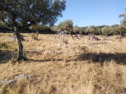 Terreno rústico vedado com olival e infraestruturas – aldeia da paiã, são bento, porto de mós (leiria)