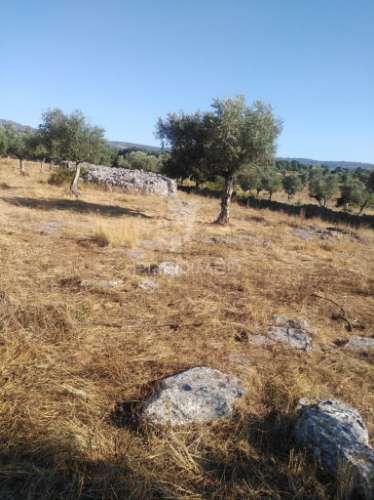 Terreno rústico vedado com olival e infraestruturas – aldeia da paiã, são bento, porto de mós (leiria)